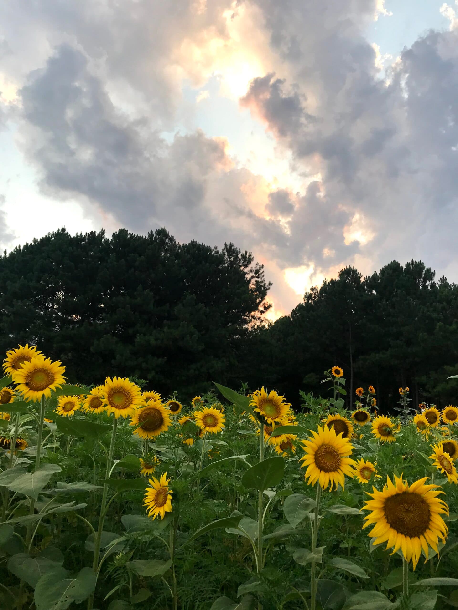 Sunflowers in a field